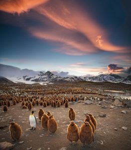 What’s the Best Cruise Tour to see Emperor Penguins?