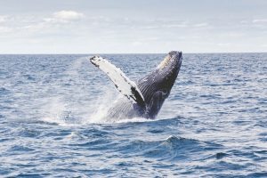 Just Cannot Miss! The Best Location for Whale Watching in Port Stephens